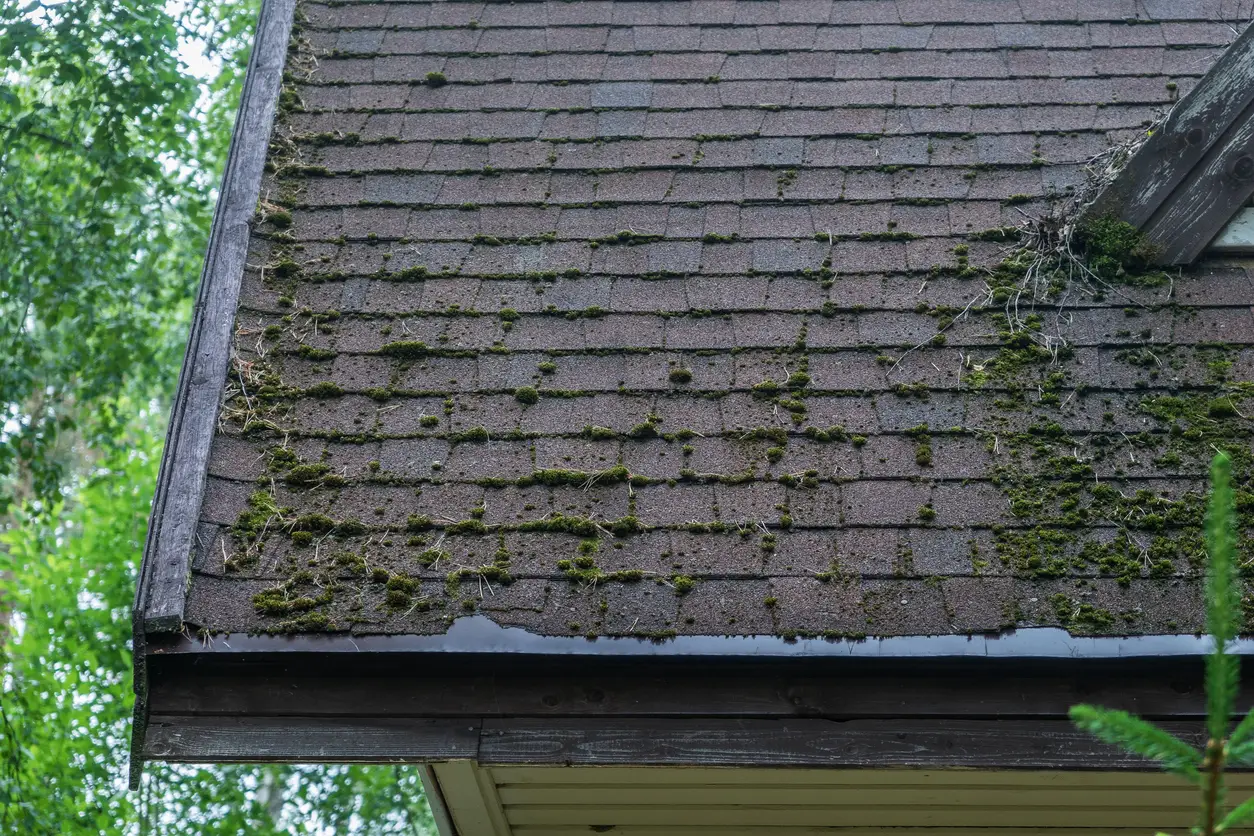 Roof shingles covered in moss and algae before professional roof cleaning in Okemos, MI