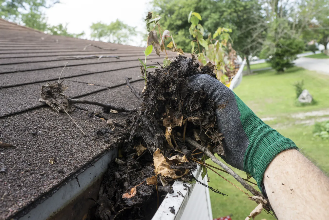 Gloved hand pulling a clump of rotted leaf debris and weeds out of a gutter beside the shingle roof edge